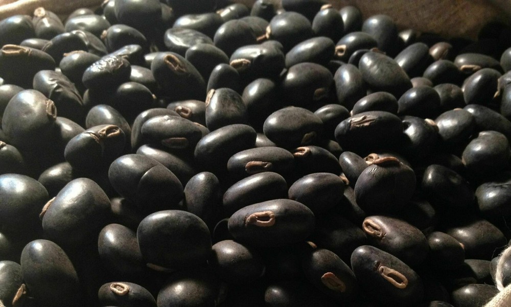 Black Kaunch Seeds Mucuna Pruriens Indian Velvet Bean Konch Beej 60g to 2Kg FS