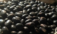 Black Kaunch Seeds Mucuna Pruriens Indian Velvet Bean Konch Beej 60g to 2Kg FS