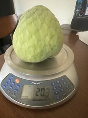 20 Seeds of Booth Cherimoya