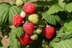 RASPBERRY LEAF Tincture blood bowel pregnancy uterine ORGANIC FOLK STRONG Remedy