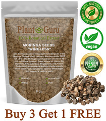 800 Moringa Oleifera Seeds 8 oz. WINGLESS Fresh Organic Semillas de Moringa Tree