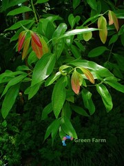 5 Seeds Cinnamomum Verum Zeylanicum True Ceylon Cinnamon Small Evergreen Tree