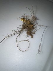 Wild Goldenseal Root Dried Whole 2026 Appalachian Harvest 2 Oz.