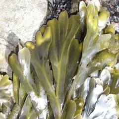 BLADDERWRACK Iodine Sea Weed Absolutely No Additives Wild Crafted 100 V Capsule