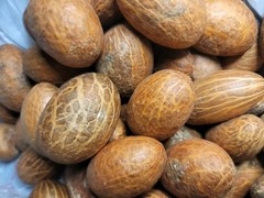 Organic African Bitter Kola (Garcinia Kola) 55 Pics — USA SELLER