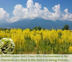 Mullein Leaf Tea, 100 Bags for Respiratory Support, Lung Cleansing and Herbal