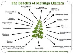 Moringa, Organic moringa Oleifera,Premium moringa seeds, semillas de moringa 4oz