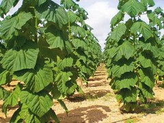 200 Seeds Paulownia Princess Tree Fastest Growing Deciduous Decorative Plants