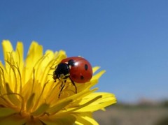digestion help – DANDELION ROOT – dandelion capsules 3B