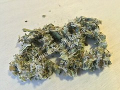 Coltsfoot, Tussilago farfara, All Natural ~ Schmerbals Herbals