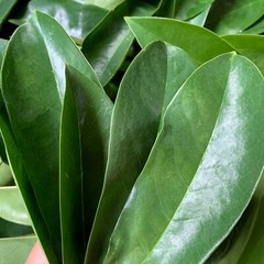 SOURSOP/GUANABANA LEAVES FOR TEA: FRESH PICK & READY TO SHIP (FLORIDA)