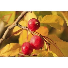 Pure Herbs: Wild Cherry Bark “Special” – 4 oz. (Natural Herbal Extracts)