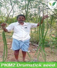 Moringa/Drumstick Seeds -PKM2 Variety -250 gram for Plantation Purpose 700 seeds