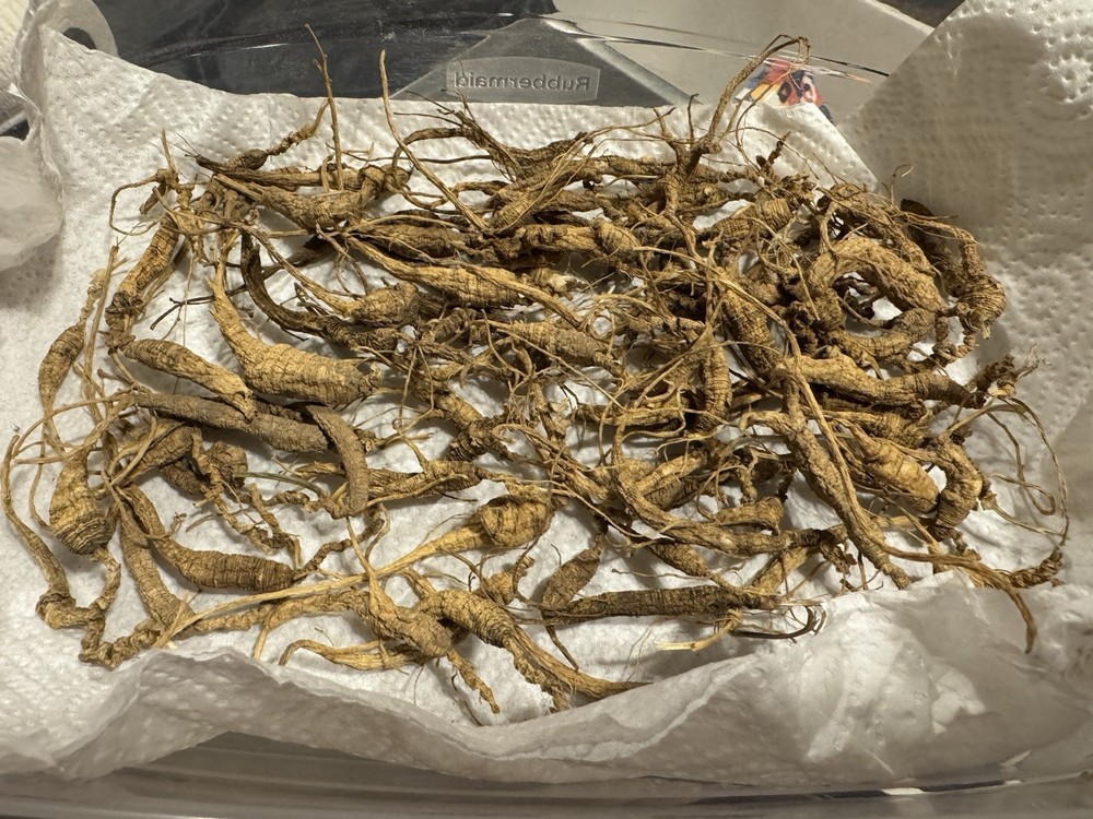 Dry Wild American Ginseng. 0.19 Lb. W/ Certificate. 82 Roots Total. 2025 Harvest