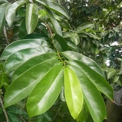 SOURSOP/GUANABANA LEAVES FOR TEA: FRESH PICK & READY TO SHIP (FLORIDA)