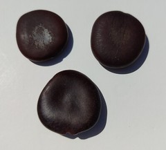 3 St Thomas Bean, box bean (Entada phaseoloides) giant bean, magic bean, seeds o