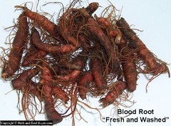 Bloodroot (Sanguinaria canadensis) Fresh Washed Root Natural Oral Herb