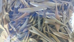 Hojas de Olivo, Olive leaf, Whole organic olive leaves Antioxidante Natural !!!