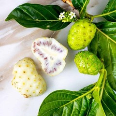 200+ Organic Dried Noni Leaves Herbal Morinda Citrifolia Indian Mulberry Tea