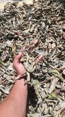 Ceylon Thebu Leaves Costus Natural Insulin Plant Organic Diabetic Tea 120g