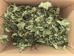Wild Goldenseal Herb Leaf 1 oz Cut And Sifted Hydrastis Canadensis Washed/cut