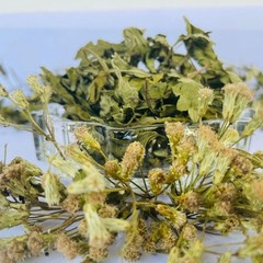 Calea Zacatechichi (Mexican Dream Herb) | Natural Dried Herbal Leaves 100g |Tea