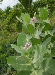 120g Calotropis Procera Leaf Powder – Sodom Apple Ceylon Dried Herbal Leaves