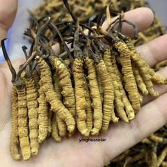 NON-GMO Organic Whole Wild Tibet Cordyceps Superfood 2pcs Cordyceps Sinensis
