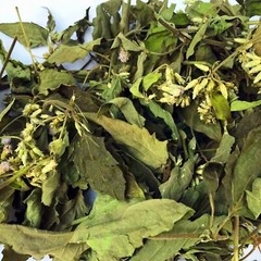 Dried Mexican Dream Herb Calea Zacatechichi 100% Organic Lucid Ceylon Herbal Tea