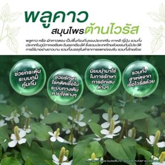 500 Gram Thai Herbal Freeze Dried Plu Kow Powder 100% Natural