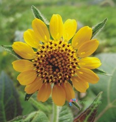 100 Seeds Smallanthus Sonchifolius Yacon Peruvian Ground Apple Crisp Sweet Root