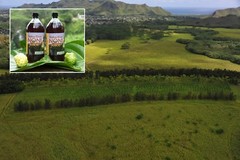 100% PURE HAWAIIAN WAILUA RIVER NONI JUICE Certified Organic: 12 Quart Bottles
