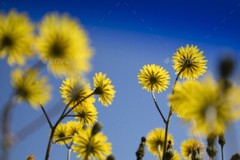 digestion help – DANDELION ROOT – dandelion capsules 3B