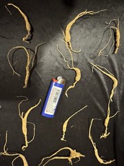 Dry Wild American Ginseng. 0.19 Lb. W/ Certificate. 82 Roots Total. 2025 Harvest