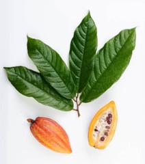 15 FRESH Leaves Chocolate Theobroma Cacao ORGANIC Cocoa WHOLE LEAF FROM FL, USA
