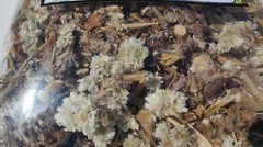 Rabbit Tea,sweet everlasting,old field balsam Pseudognaphalium obtusifolium 3oz