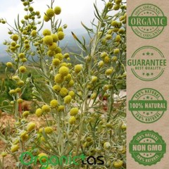 WORMWOOD Herb Tea Organic Artemisia Absinthium Digestion Natural Antibiotic Worm