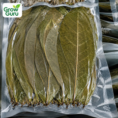 Dried Soursop Leaves Guanabana Graviola Annona Organic Guanabana Herbal Tea