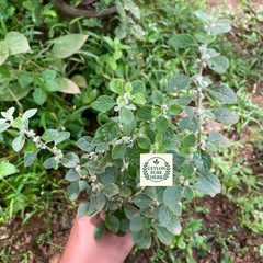 Aerva Lanata Polpala Dried Herbal Tea Organic Kidney Detox Drink Ceylon Remedy