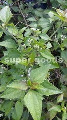 Mexican Dream Herb 10Pc Seeds Calea Zacatechichi Lucid Dream Herbal Plant