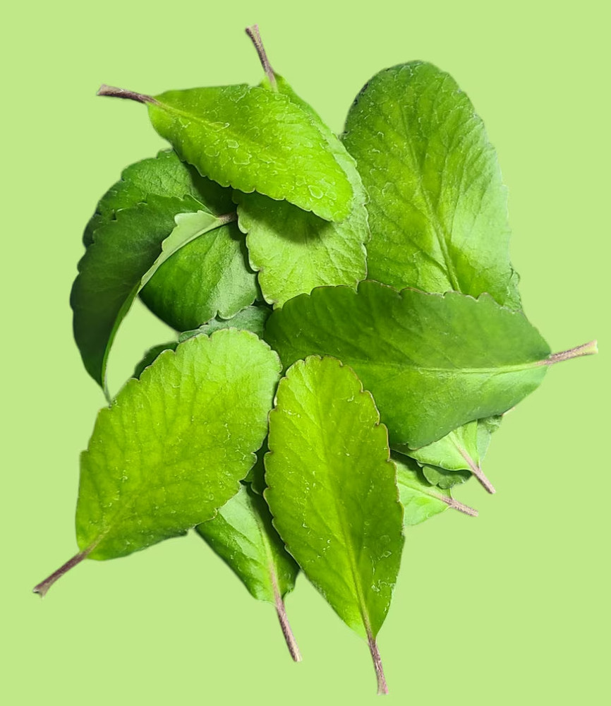 Bulk Miracle Leaf, 1 oz (leaves only) (10+)