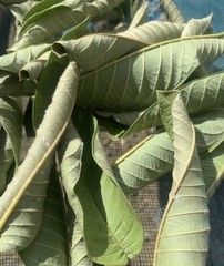 Ceylon Guava Sun Dried Leaves (Psidium guajava) 50g – 1.76Oz Free Shipping