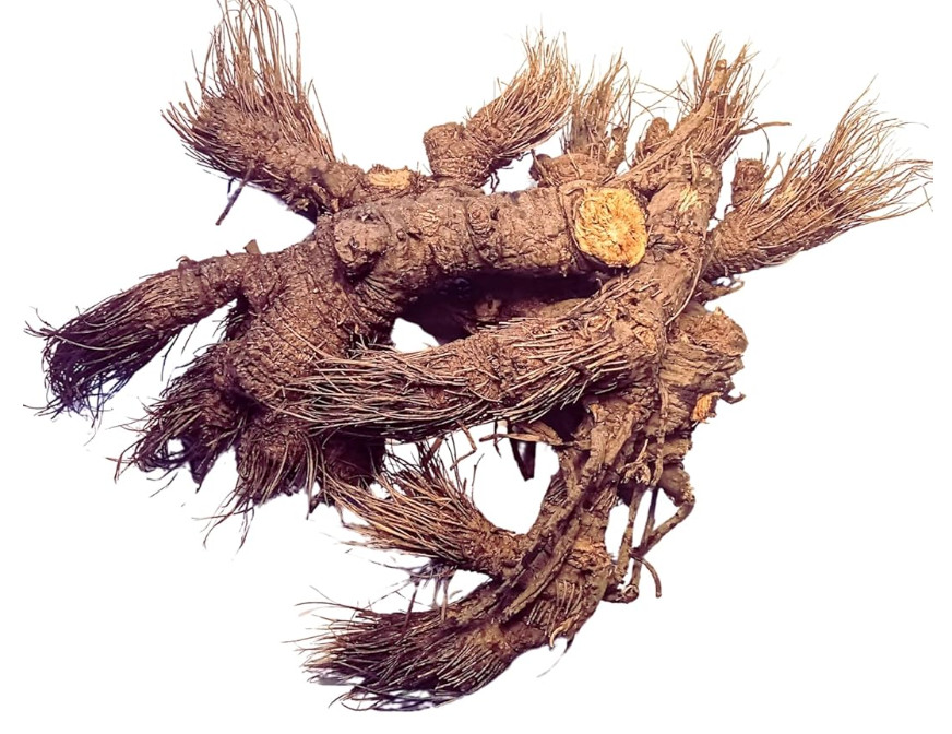 Osha Root 1oz (Ligusticum Porteri) Sustainably, ethically sourced