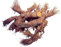 Osha Root 1oz (Ligusticum Porteri) Sustainably, ethically sourced