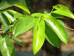 Soursop Leaves Dried Natural Graviola Herbal Organic Tea Premium Whole Leaves+++