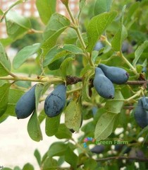 50 Seeds Blueberry Lonicera Caerulea Fruit Home Garden Plant Haskap Honeyberry