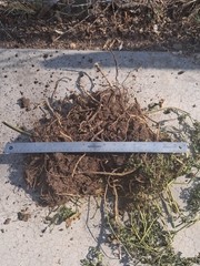 Fresh Wild-Harvested Oshá Root | Harvested Aug. 3, 2026 | Colo Rocky Mountains