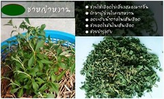 500g Dried Stevia Rebaudiana Leaf Thai Organic Natural Herb Healthy Sweetener Lo