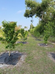 SOURSOP/GUANABANA LEAVES FOR TEA: FRESH PICK & READY TO SHIP (FLORIDA)