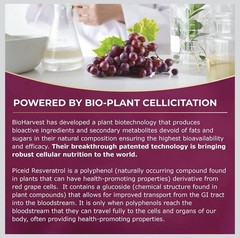 VINIA Piceid Resveratrol Red Grape Blood Pressure/Flow Heart Health Nitric Oxide